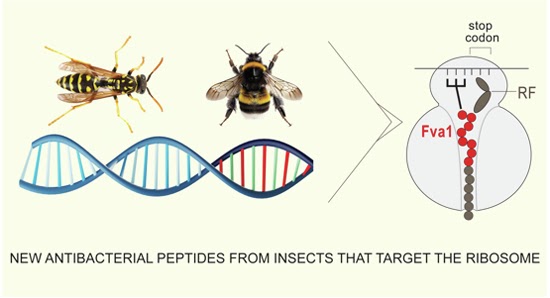 New antibacterial peptides from insects that target the ribosome