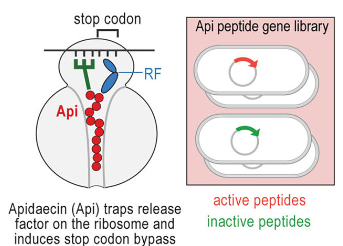 diagram of apidaecin peptide