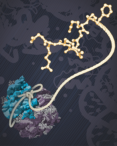 illustration of a lasso peptide molecule