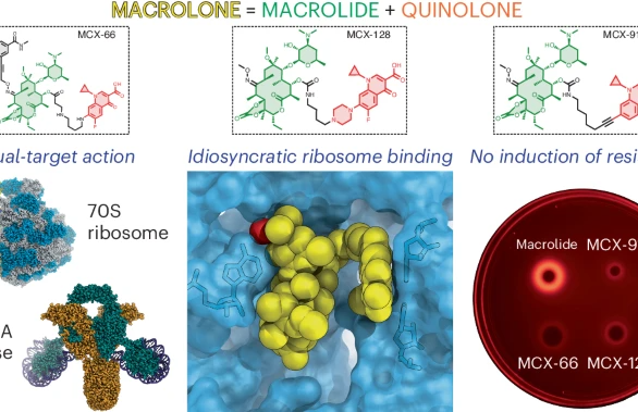Diagram of macrolones that target bacterial ribosomes and DNA gyrase