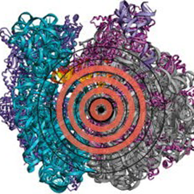 Illustration of ribosome