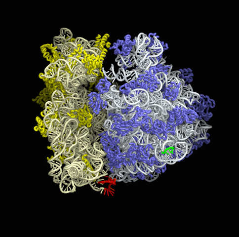 Illustration of ribosome