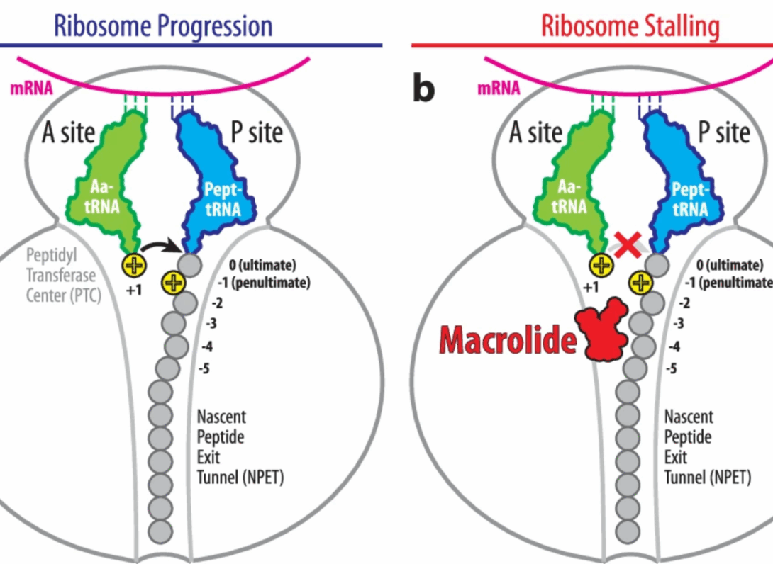 Normal progression of the translating ribosome through +X+ motifs (or any other sequences) in the absence of a macrolide. Peptide bond formation in the PTC occurs normally (black arrow). b Macrolide-induced inhibition of peptide bond formation in the PTC of a ribosome progressing through +X+ sequence (red cross).